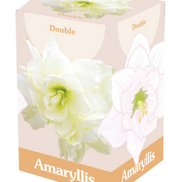X 1 AMARYLLIS DUBBEL WIT 28/30
