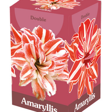 X 1 AMARYLLIS DUBBEL ROOD/WIT 28/30