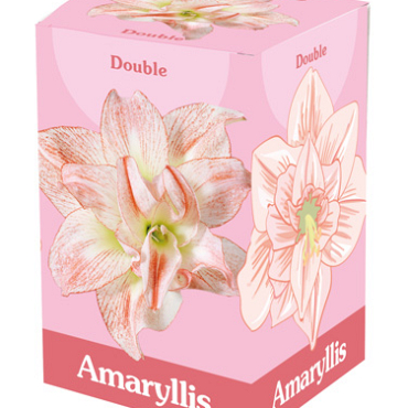 X 1 AMARYLLIS DUBBEL ROZE/WIT 28/30
