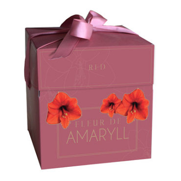 X 1 DOOSJE FLEUR D'AMARYLL RED 28/30
