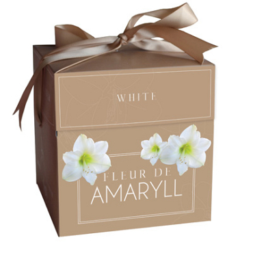 X 1 DOOSJE FLEUR D'AMARYLL WHITE 28/30