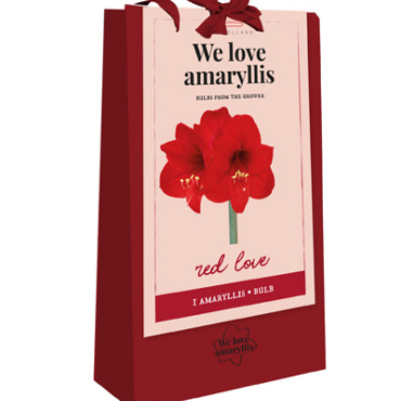 X 1 TAS 1 AMARYLLIS ROOD 'WE LOVE AMARYLLIS' 28/30