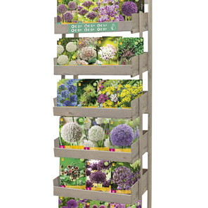 DISPLAY ALLIUM I