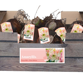 X 30 AMARYLLIS ROZE/WIT INCL. LABEL 32/34