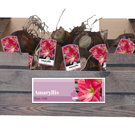 X 30 AMARYLLIS ROZE INCL. LABEL 32/34