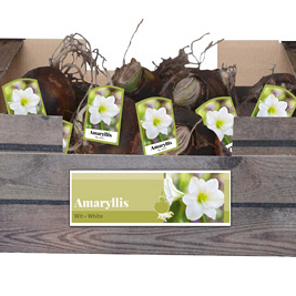 X 30 AMARYLLIS WIT INCL. LABEL 32/34