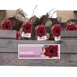 X 30 AMARYLLIS DONKERROOD INCL. LABEL 32/34