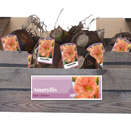 X 30 AMARYLLIS ZALM INCL. LABEL 32/34
