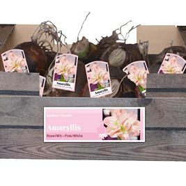 X 30 AMARYLLIS DUBBEL ROZE/WIT INCL. LABEL 32/34