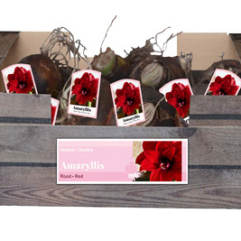X 30 AMARYLLIS DUBBEL ROOD INCL. LABEL 32/34