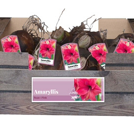 X 20 JUMBO AMARYLLIS ROZE INCL. LABEL 38/40