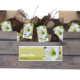 X 20 JUMBO AMARYLLIS WIT INCL. LABEL 38/40