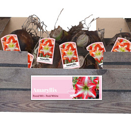 X 20 JUMBO AMARYLLIS ROOD/WIT INCL. LABEL 38/40