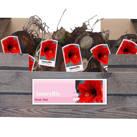 X 20 JUMBO AMARYLLIS ROOD INCL. LABEL 38/40