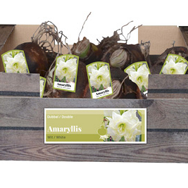 X 30 AMARYLLIS DUBBEL WIT INCL. LABEL 32/34