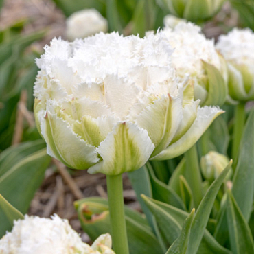 X 100 TULIPA SNOW CRYSTAL 11/12