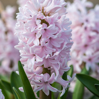 X   50 HYACINTHUS CHINA PINK 15/16