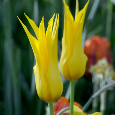 X 100 TULIPA FLASHBACK 12/+