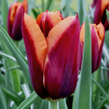 X 100 TULIPA SLAWA 11/12