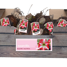 X 30 AMARYLLIS ROOD/WIT INCL. LABEL 32/34