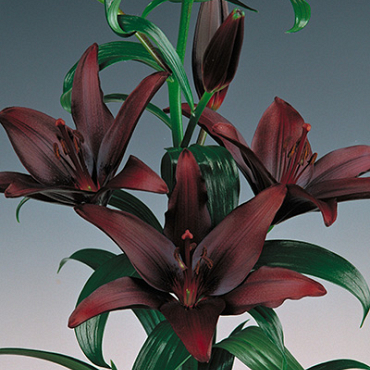 X   50 LILIUM AZIATISCH ZWART 16/18