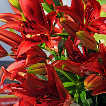 X   50 LILIUM AZIATISCH ROOD 16/18