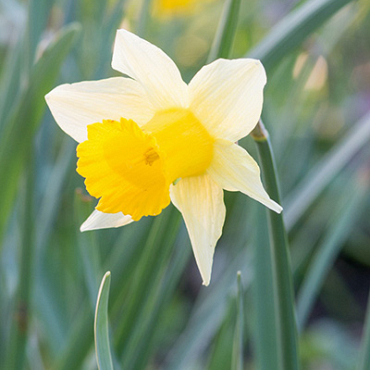 X 100 NARCISSUS LOBULARIS 5/6