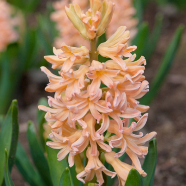 X   50 HYACINTHUS GIPSY QUEEN 15/16