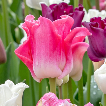 X 100 TULIPA CROWN OF DYNASTY 11/12