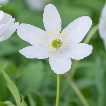 X 100 ANEMONE SPECIES NEMOROSA  I