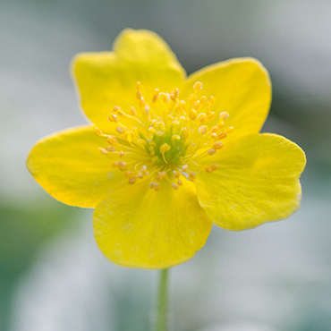 X 100 ANEMONE SPECIES RANUNCULOIDES I