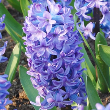 X   50 HYACINTHUS DELFTS BLAUW 15/16