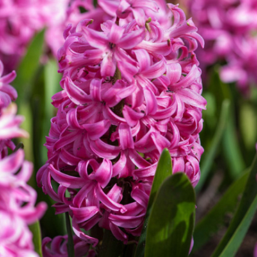 X   50 HYACINTHUS PINK PEARL 17/18