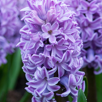 X   50 HYACINTHUS SPLENDID CORNELIA 17/18