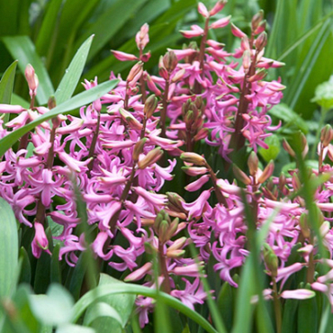 X   25 HYACINTHUS MULTIFLORA ROZE I