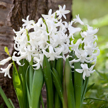 X   25 HYACINTHUS MULTIFLORA WIT I