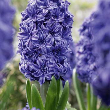 X   50 HYACINTHUS DUBBEL BLAUW 15/16