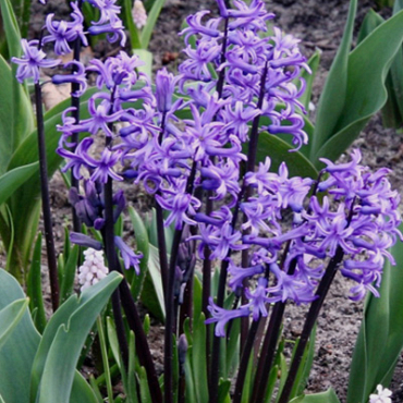 X   25 HYACINTHUS MULTIFLORA BLAUW I