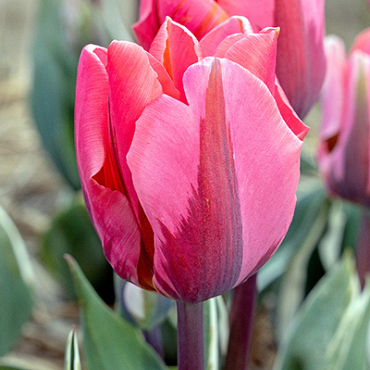 X 100 TULIPA PRETTY PRINCESS 11/12