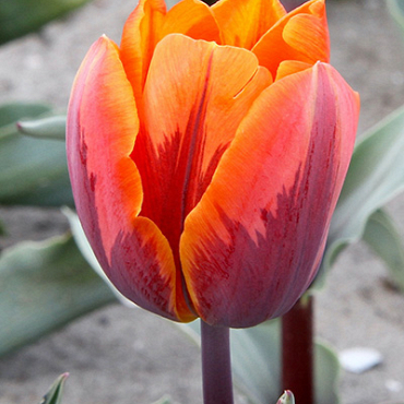 X 100 TULIPA PRINSES IRENE 12/+