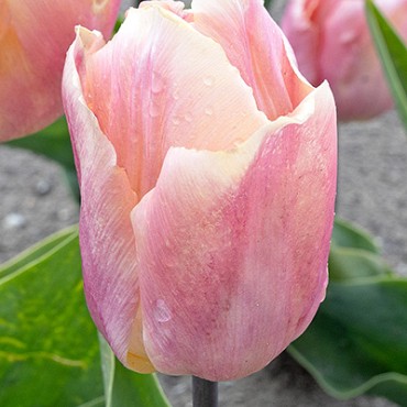 X 100 TULIPA SALMON PRINCE  11/12