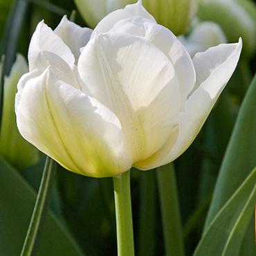 X 100 TULIPA MONDIAL 12/+