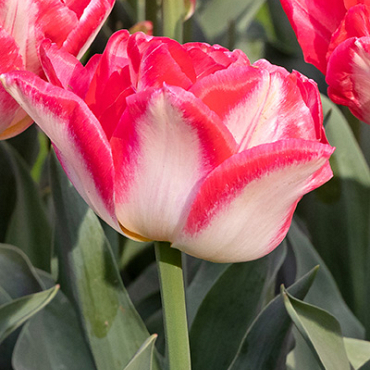 X 100 TULIPA PINK DELIGHT 12/+