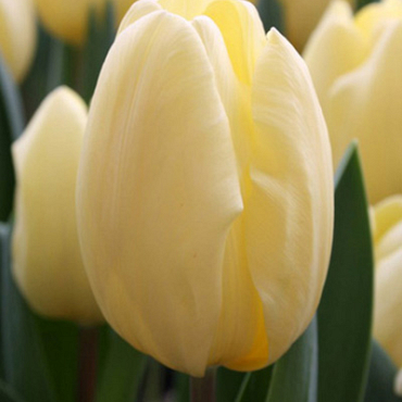 X 100 TULIPA CREME FRAICHE 11/12