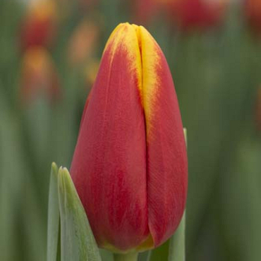 X 100 TULIPA DENMARK 12/+