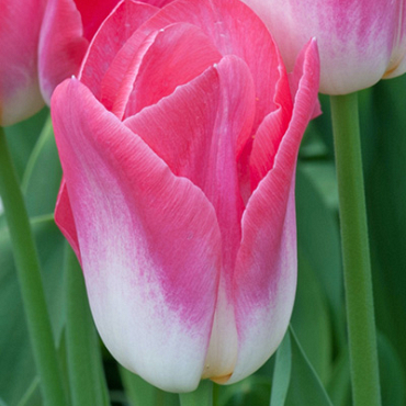 X 100 TULIPA DYNASTY 11/12