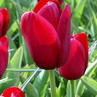 X 100 TULIPA NATIONAL VELVET 11/12