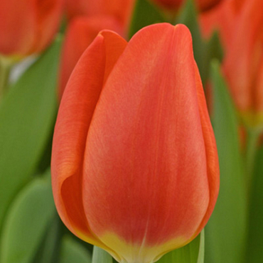 X 100 TULIPA ORANGE SHERPA 12/+