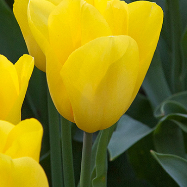 X 100 TULIPA STRONG GOLD 11/12