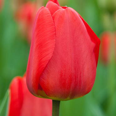 X 100 TULIPA APELDOORN 11/12